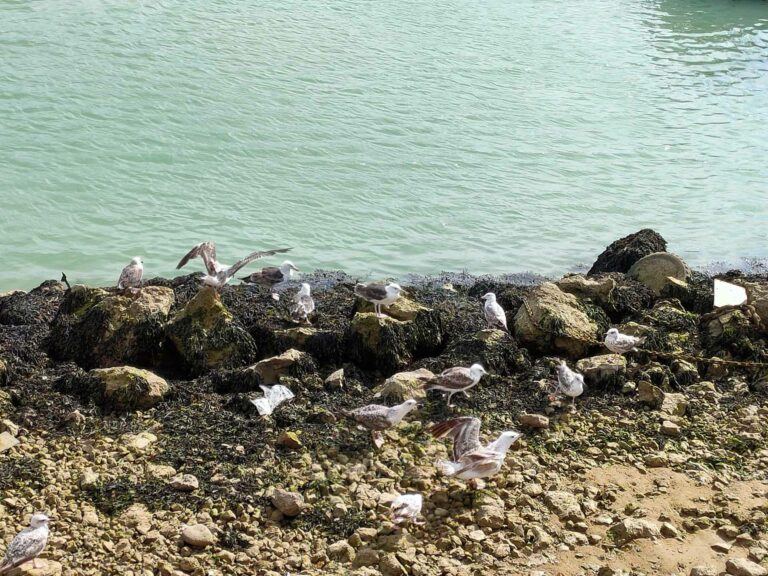 Où voir des cormorans sur l’Ile de Ré ?