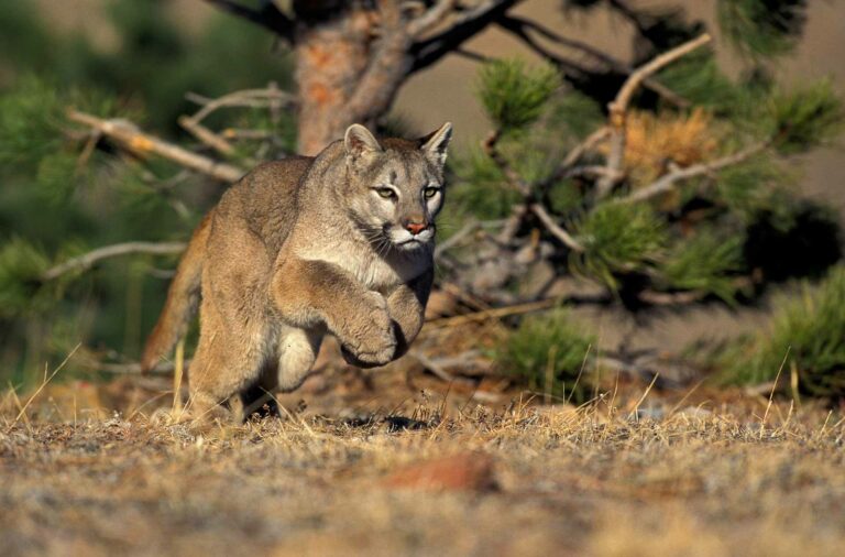 Puma Île de Ré