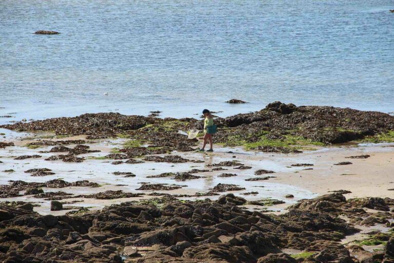 Pratiquez la pêche à pied à l’île de Ré