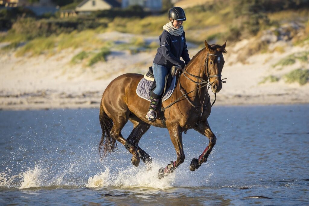 ile de ré à cheval